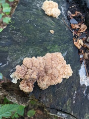 Ductifera pululahuana