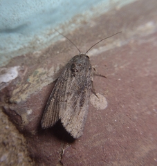 Spodoptera frugiperda