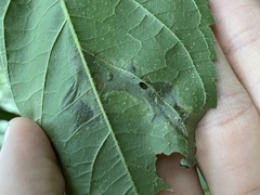 Agromyza ambrosivora
