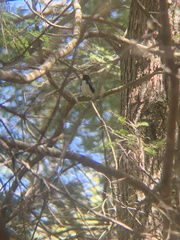 Setophaga caerulescens