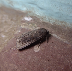 Spodoptera frugiperda