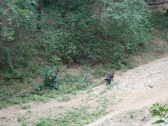 Sus scrofa domesticus