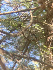 Setophaga caerulescens