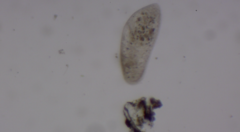 Paramecium