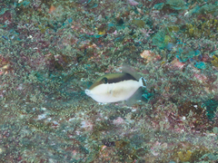 Sufflamen chrysopterum