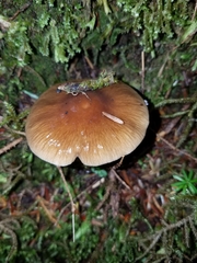 Cortinarius