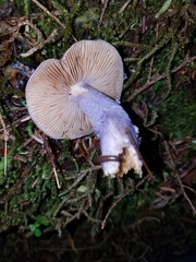 Cortinarius