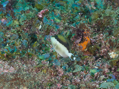 Sufflamen chrysopterum
