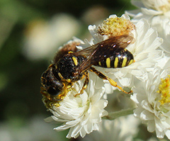 Ectemnius