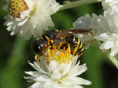 Ectemnius