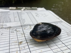 Alasmidonta undulata