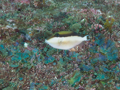 Sufflamen chrysopterum