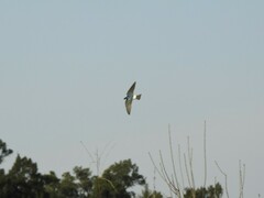 Tachycineta leucopyga