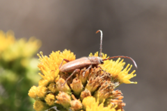 Crossidius testaceus