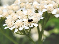 Phalacridae