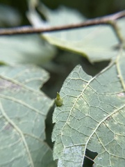 Celticecis spiniformis