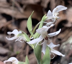 Habenaria clypeata