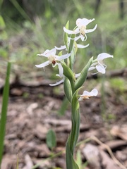 Habenaria clypeata