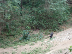 Sus scrofa domesticus