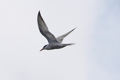 Sterna hirundo