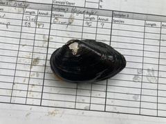 Alasmidonta undulata