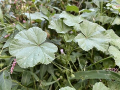 Malva neglecta