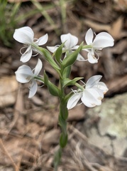 Habenaria clypeata