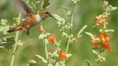 Sphaeralcea fendleri