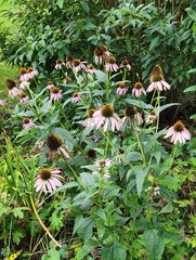 Echinacea