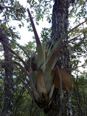 Tillandsia makoyana