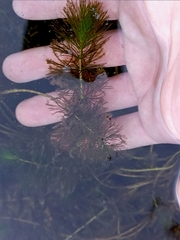 Myriophyllum