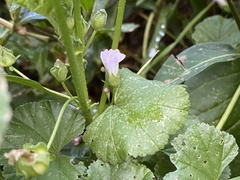 Malva neglecta