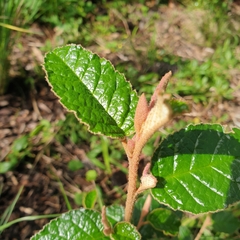 Pomaderris paniculosa