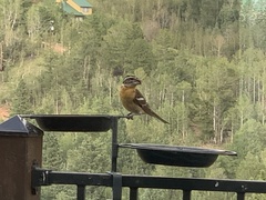 Pheucticus melanocephalus