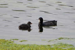 Fulica americana