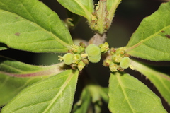Euphorbia cuphosperma
