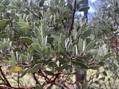 Arctostaphylos pungens