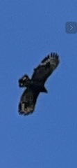 Spilornis cheela