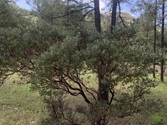 Arctostaphylos pungens