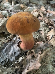 Boletus subvelutipes