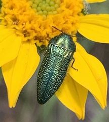 Acmaeodera resplendens