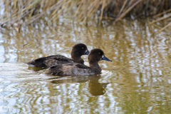 Aythya fuligula