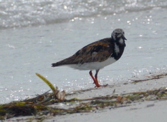 Arenaria interpres