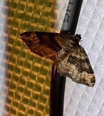 Xanthorhoe lacustrata