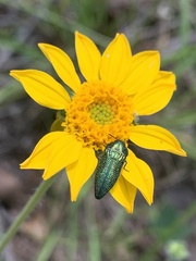 Acmaeodera resplendens