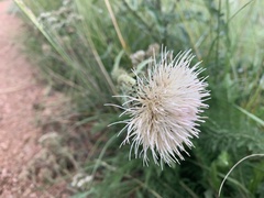 Cirsium canescens