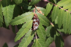 Limenitis lorquini