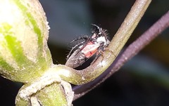 Cyphonia trifida