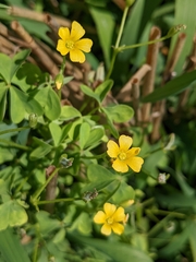 Oxalis stricta
