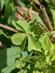 Oxalis stricta